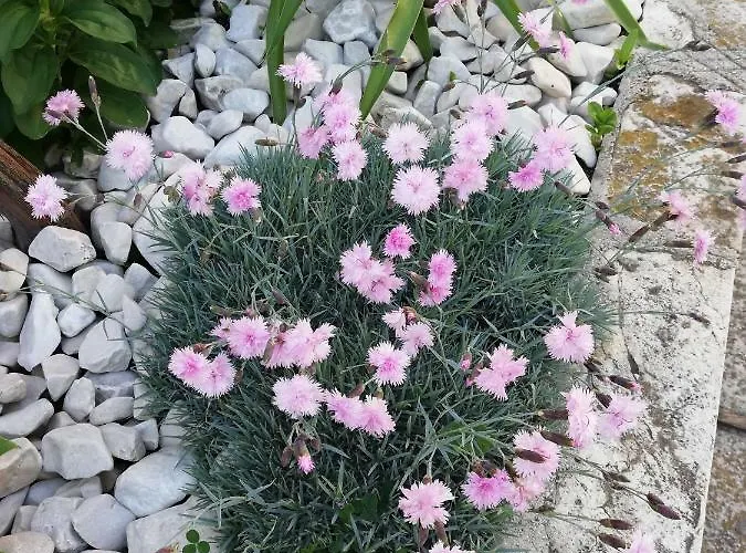 Апартаменты 1 Задар